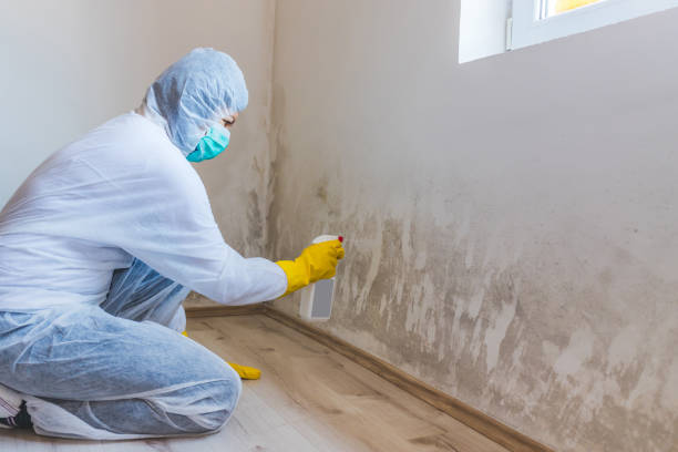 Licensed Black Mold Removal service in Sidman, PA - WQB Mold Removal