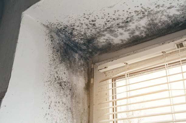 Affordable Black Mold Removal solutions in Sidman, PA