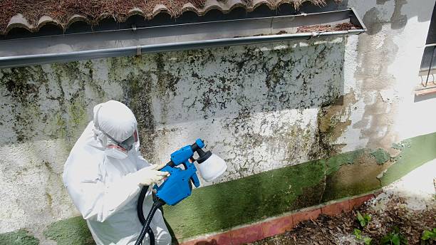 Top rated local Black Mold Removal specialists in Sidman, PA